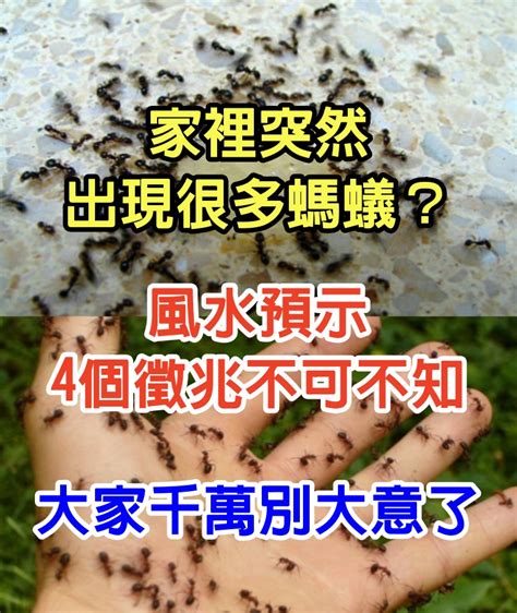 突然出現螞蟻|家裡突然冒出很多小螞蟻怎麼辦？滅蟲專家教3招徹底。